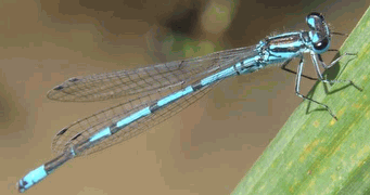 source/agrion2.gif