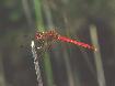 new_sympetrum : 385x289