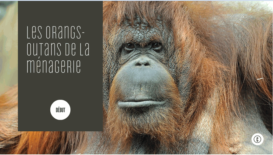 Rsultat de recherche d'images pour "orang outan menagerie jardin des plantes peinture"