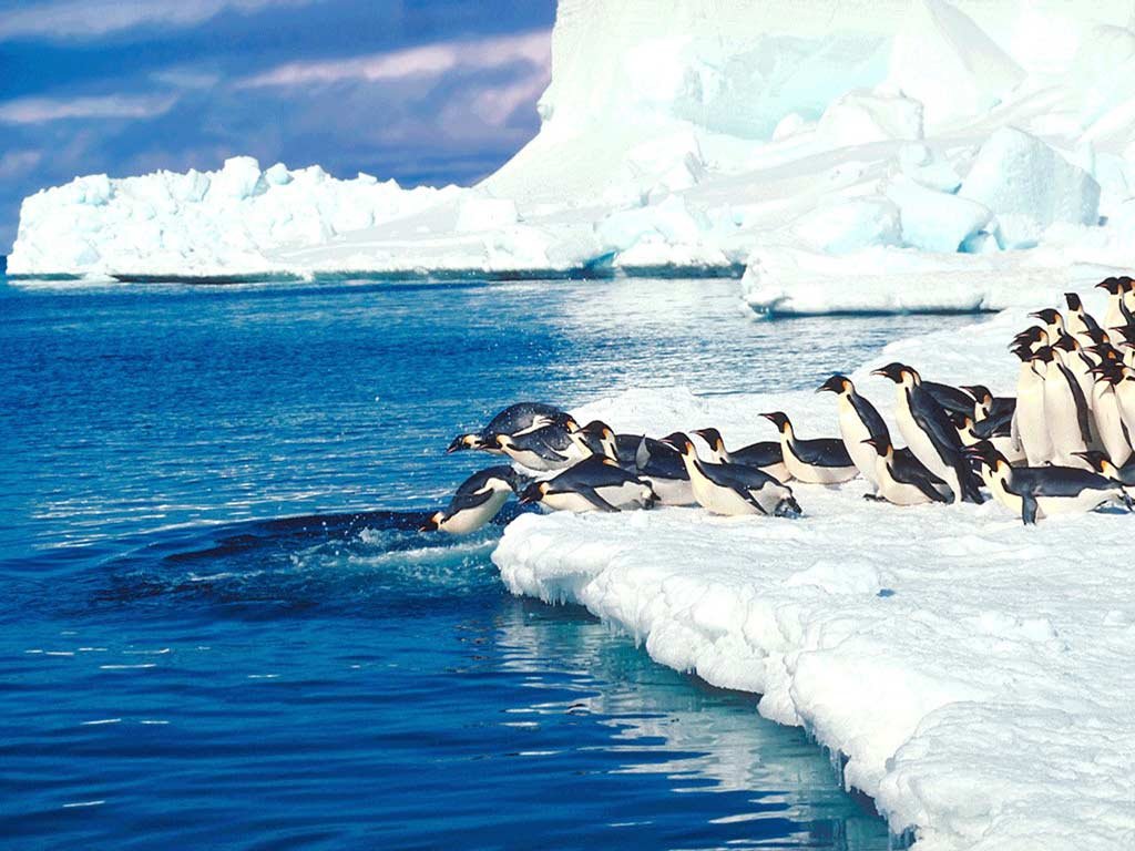 Des manchots qui sautent dans l'eau