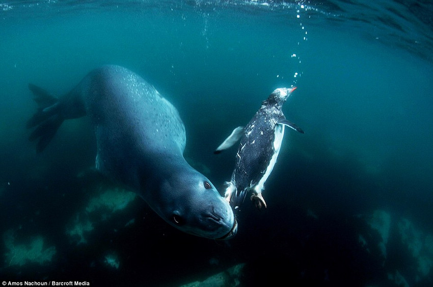 Voil un lopar de mer qui essaie d'attrapper un manchot.