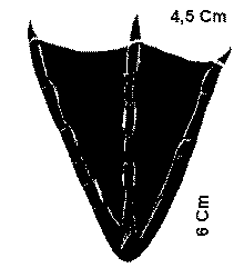 Voil une pattes d'un manchot